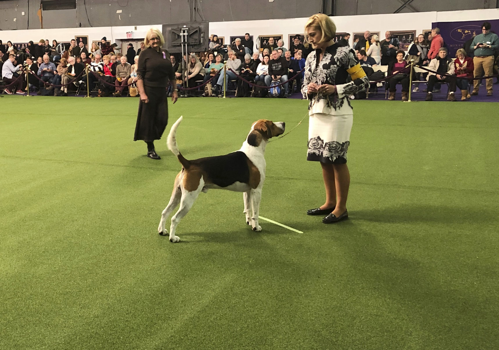 And the rarest breed ... English foxhounds
